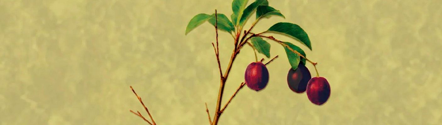 Ilustracija: naslovnica knjige